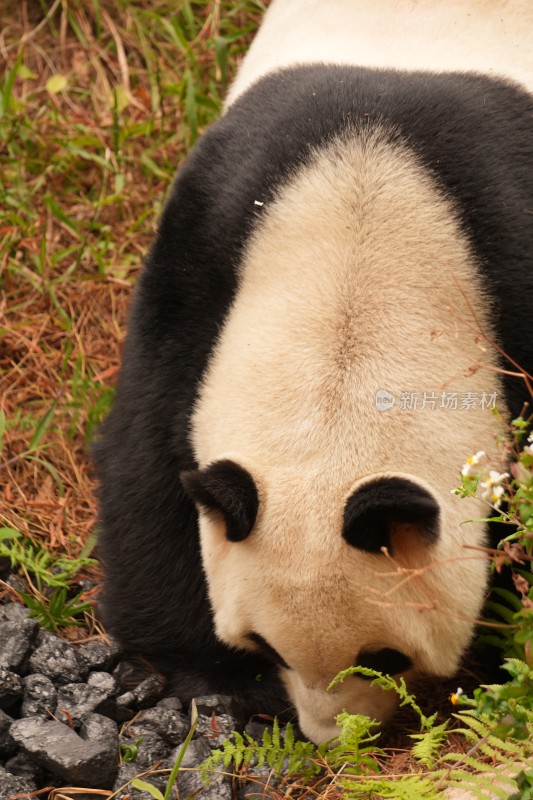 大熊猫户外活动和栖息的可爱模样