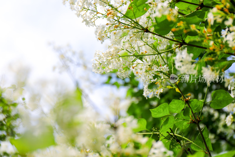 白色丁香花