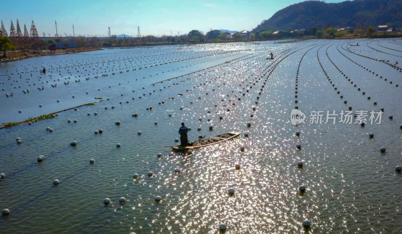 下渚湖湿地风光珍珠养殖