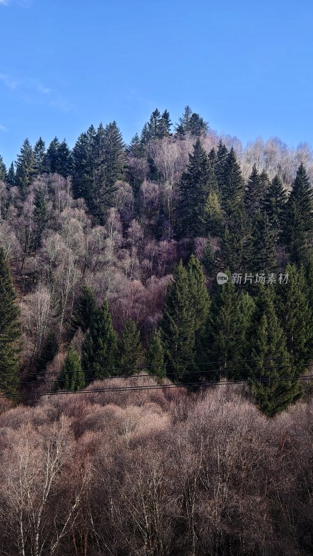 山林树木茂盛的自然风景图