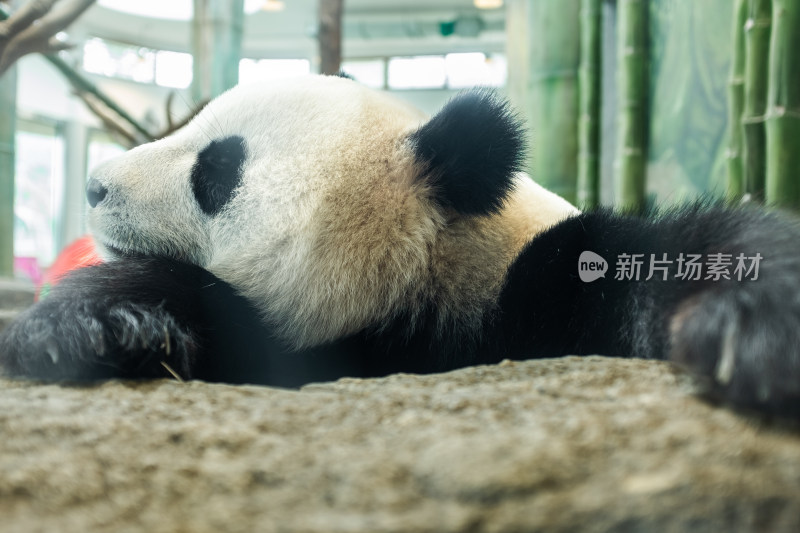 岳阳中华大熊猫苑 大熊猫正在趴着睡觉