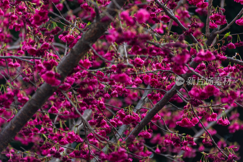 盛开的玫红色樱花特写