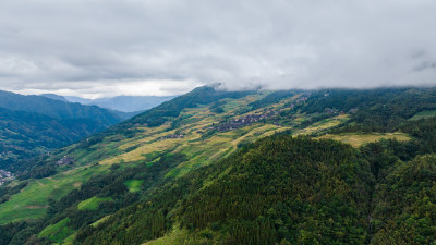 广西桂林龙脊梯田秋收稻田航拍风景