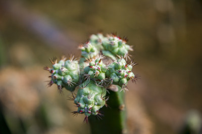 花花草草仙人植物