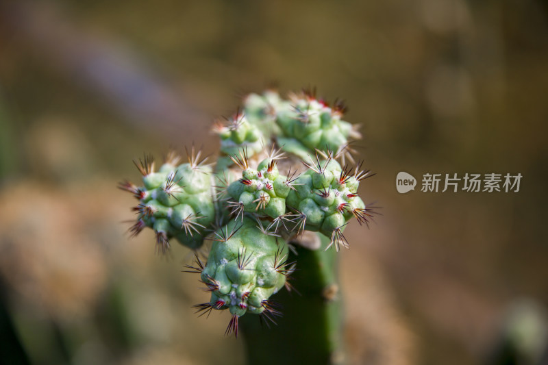 花花草草仙人植物