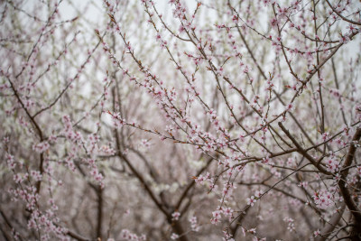 桃树桃花桃树林