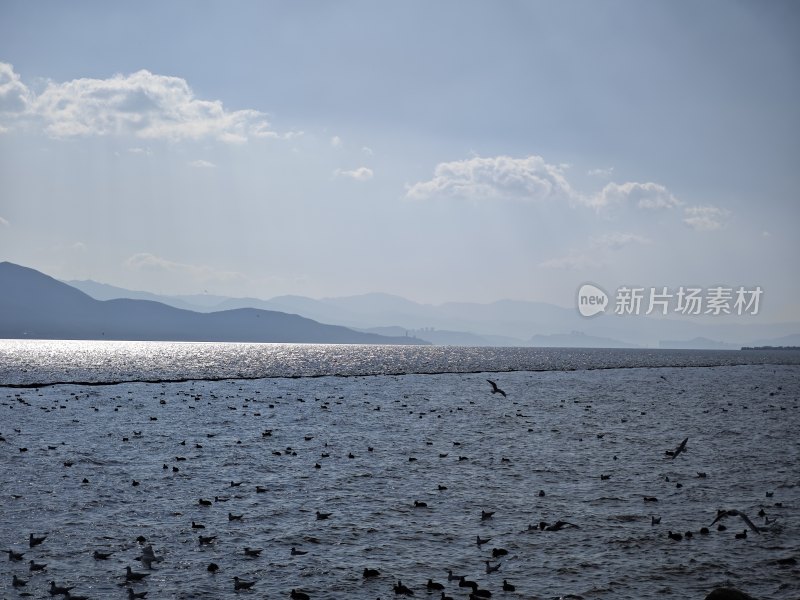 水面上的枯木桩与水草景观