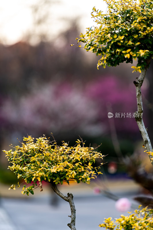 上海普陀梅川梅花主题公园