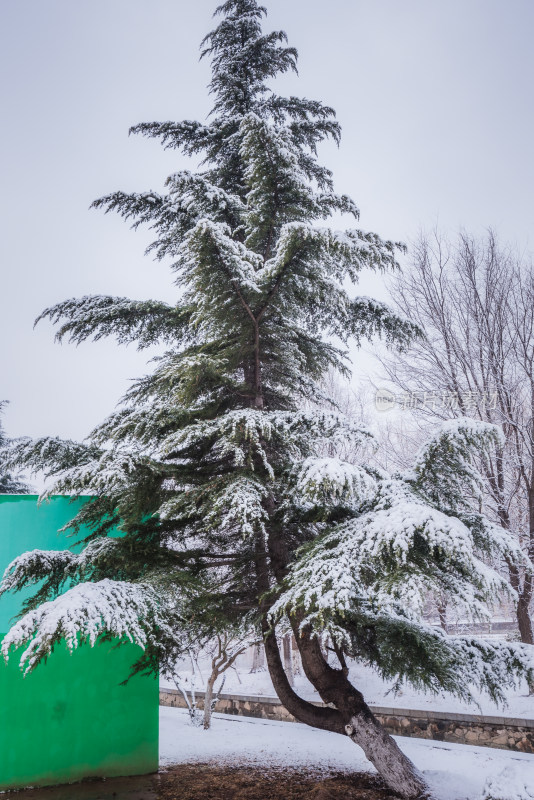 下雪了城市公园自然风景