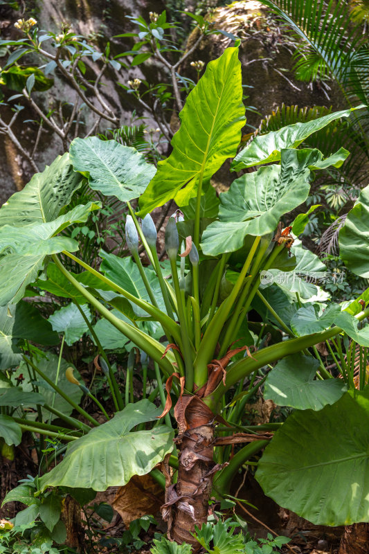 福建厦门热带植物特写