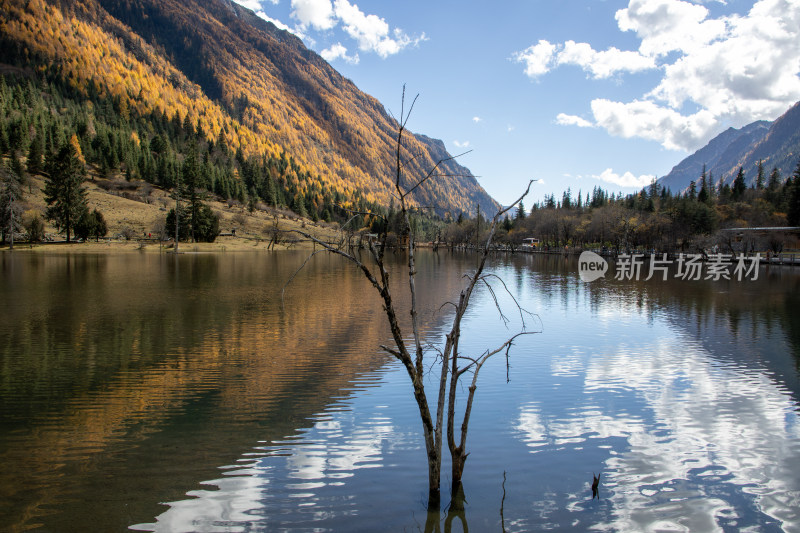 川西秋色，水中枯木