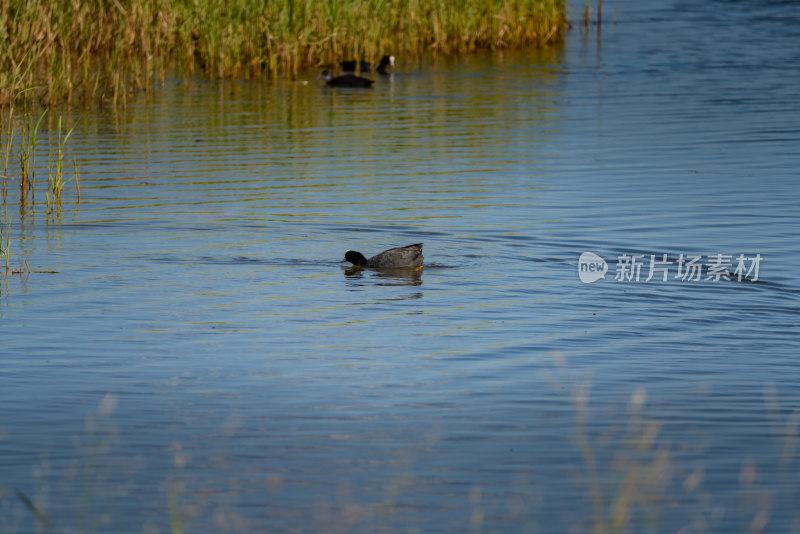 在若尔盖花湖景区湿地里觅食的水鸡