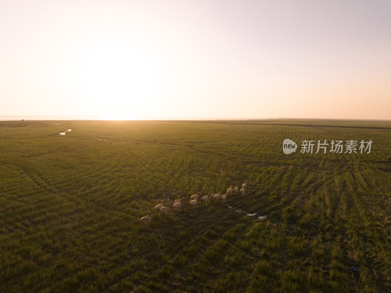 黄海野鹿荡中的野鹿