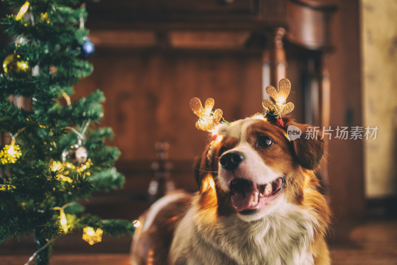 室内一只圣诞节装扮的可爱牧羊犬