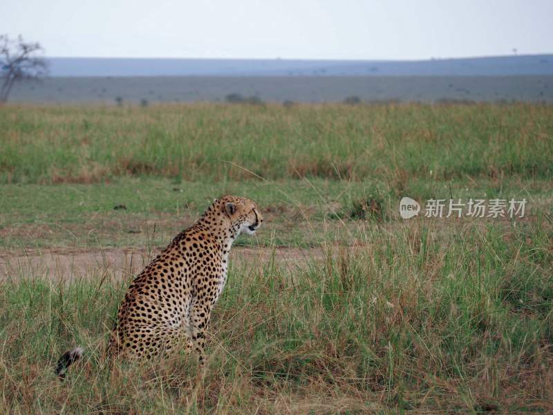 野生动物豹子猎豹猎食动物