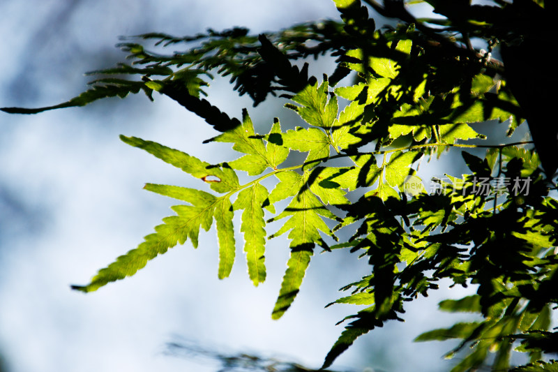 逆光下的清透叶子蕨类植物树叶