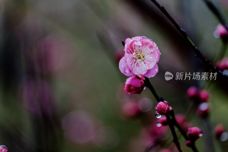 微距视角下的西溪湿地雨中盛开的梅花