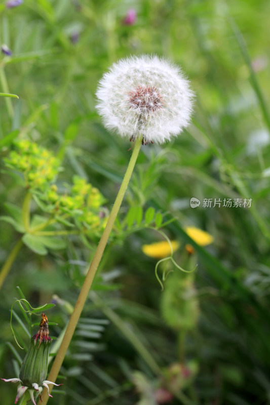 蒲公英特写