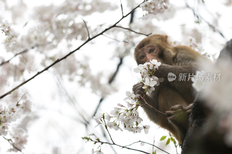 樱花树上可爱的野生猴子