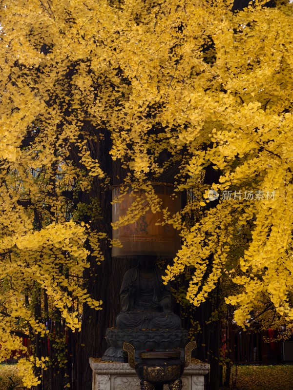 古观音禅寺的千年银杏树