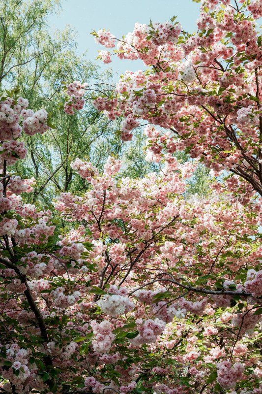 北京朝阳公园樱花