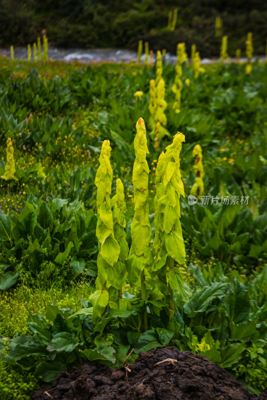 高原植物塔黄