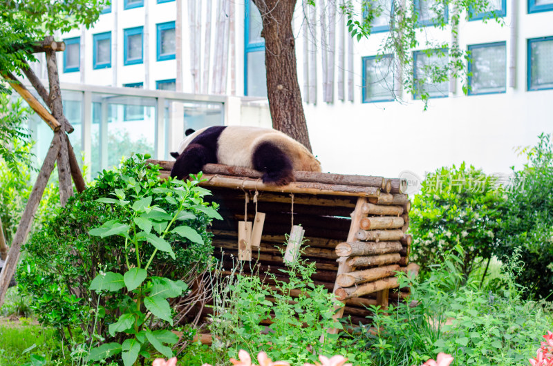 动物园里正在午休的大熊猫