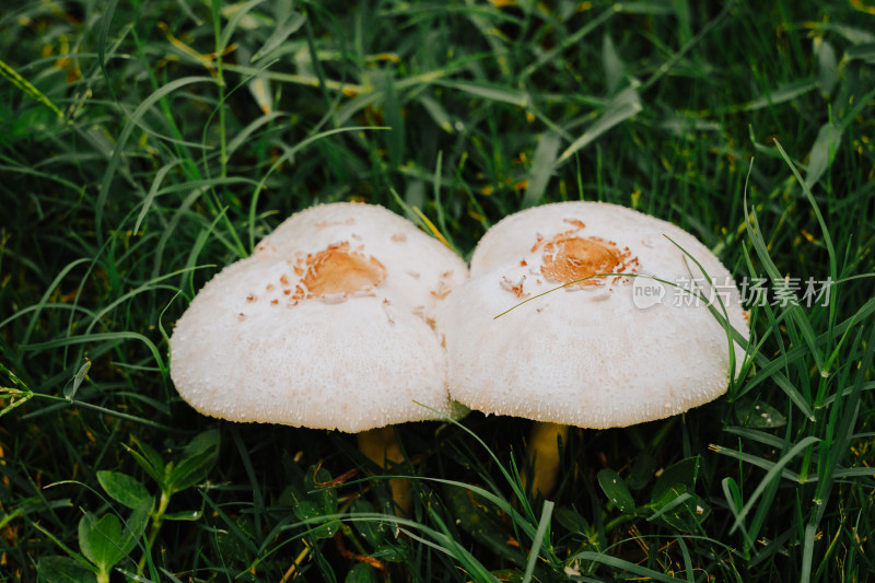 野外野生蘑菇