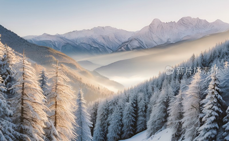 冬季森林白雪覆盖风景