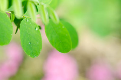 带水珠的绿色植物叶子