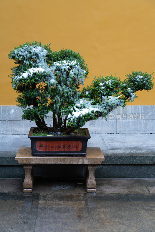 法喜寺盆栽雪景