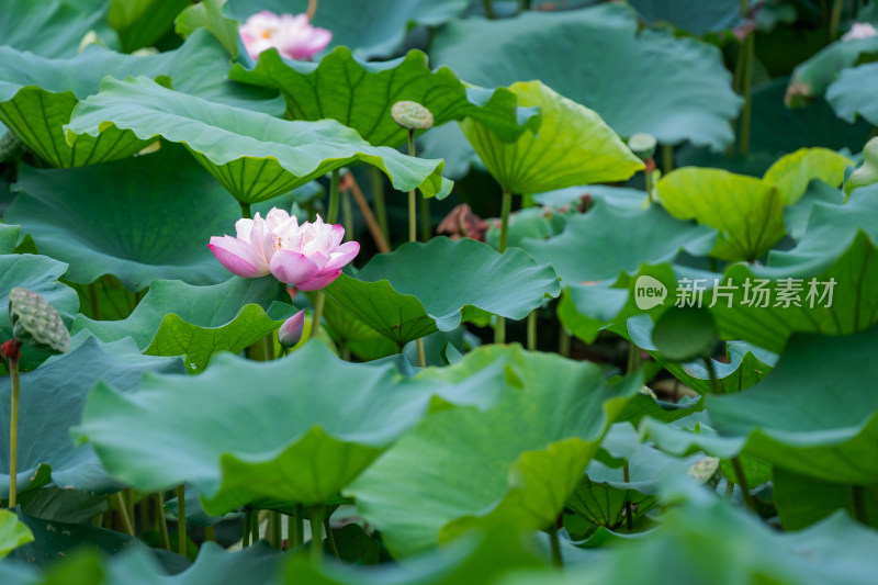 夏日荷花