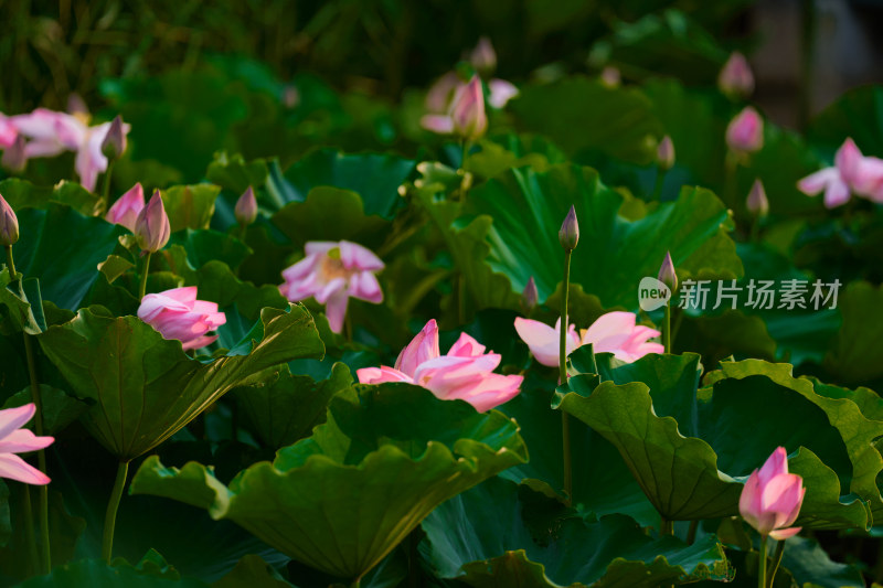 池塘中的荷花