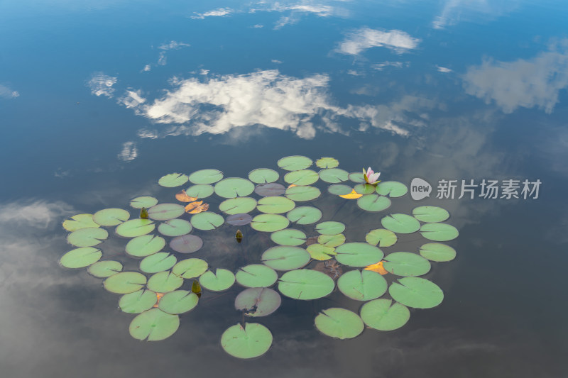 湖面上漂浮的睡莲的高角度视图