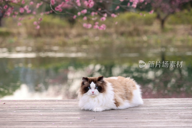 一只湖边梅花树下的海豹双色布偶猫