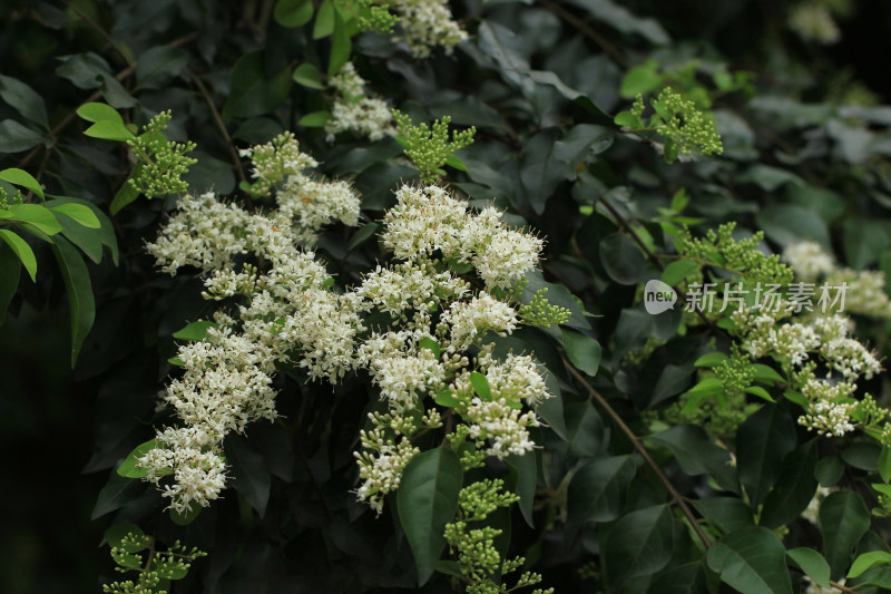 小蜡植物白色小花