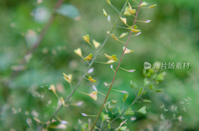 阳光下的荠菜特写