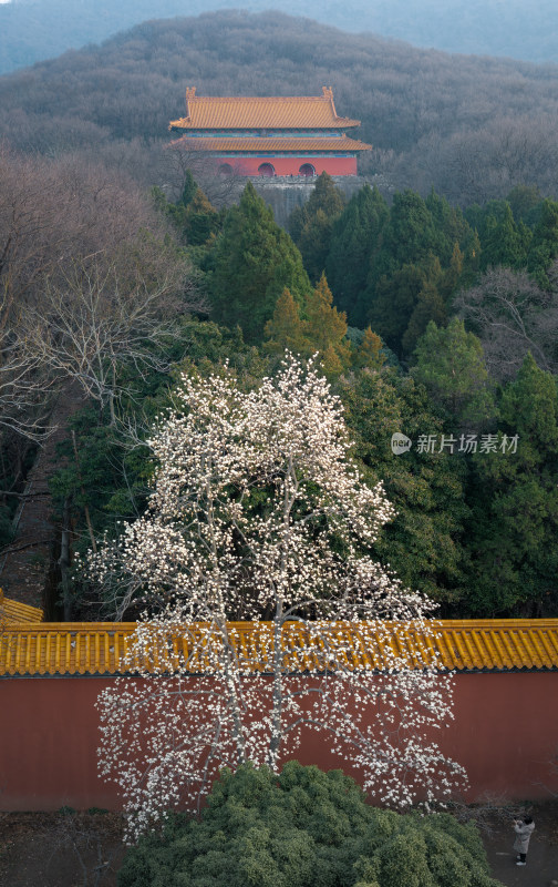 明孝陵古建筑旁盛开的繁花