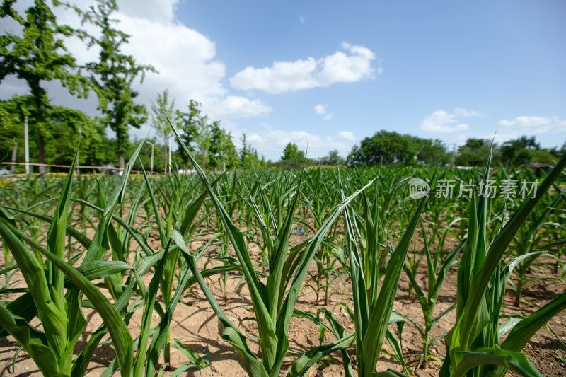 夏季农田干旱的玉米地卷曲叶子