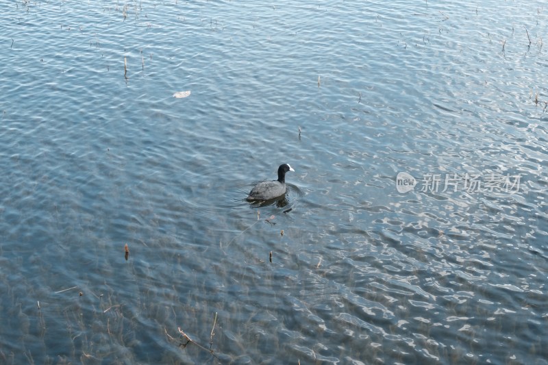 大理洱海美丽风景