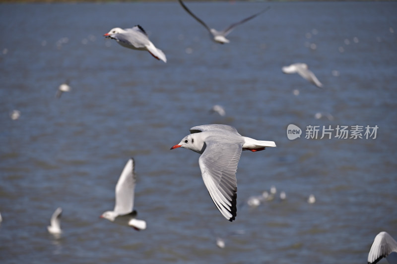 红嘴海鸥