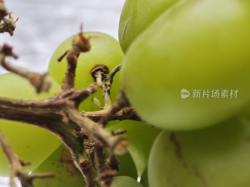 青葡萄特写果实饱满呈现新鲜状态