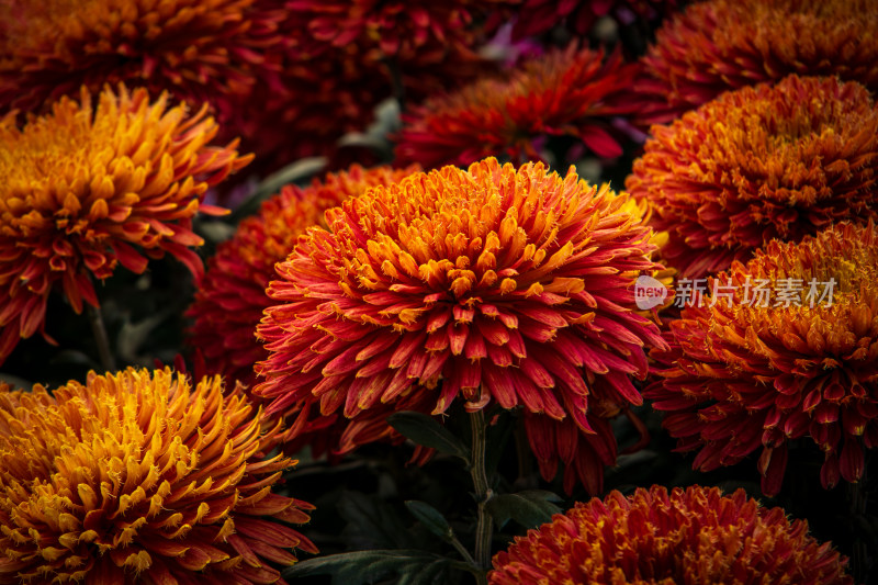 秋日橙红色菊花花海