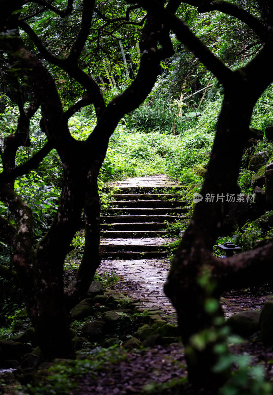 增城邓山村古榄园光影