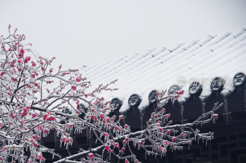 武汉东湖梅园雪中梅花盛开