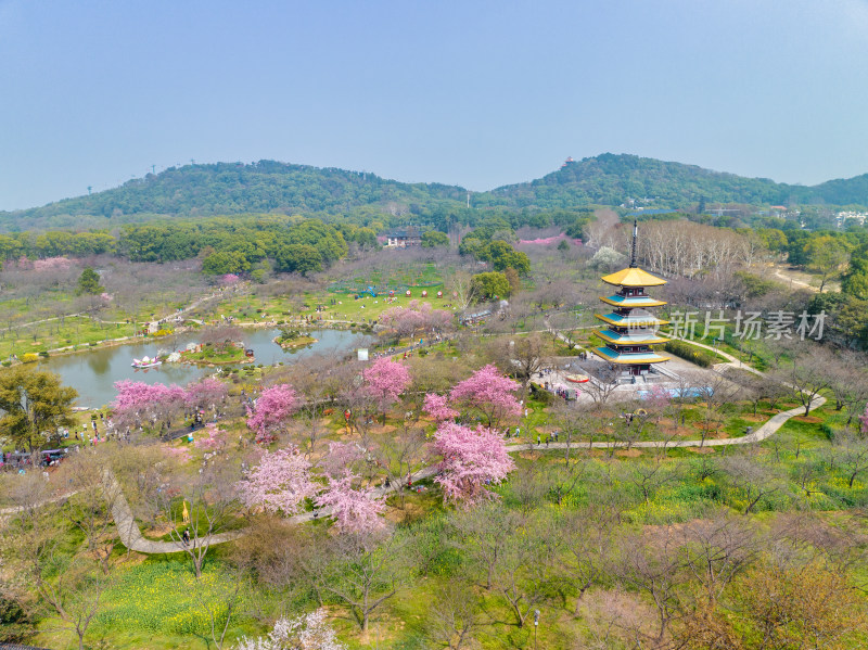 武汉东湖樱花园的早樱景色