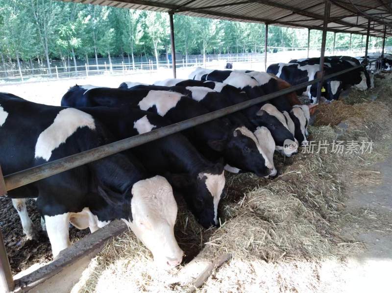 牛棚内奶牛正在进食的场景