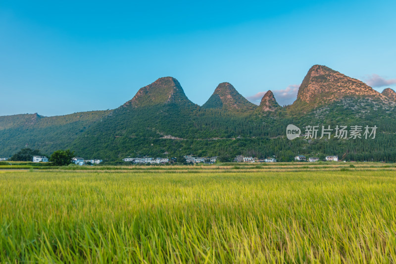 九月的兴义万峰林稻田