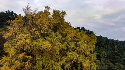 航拍南岳衡山千年银杏树