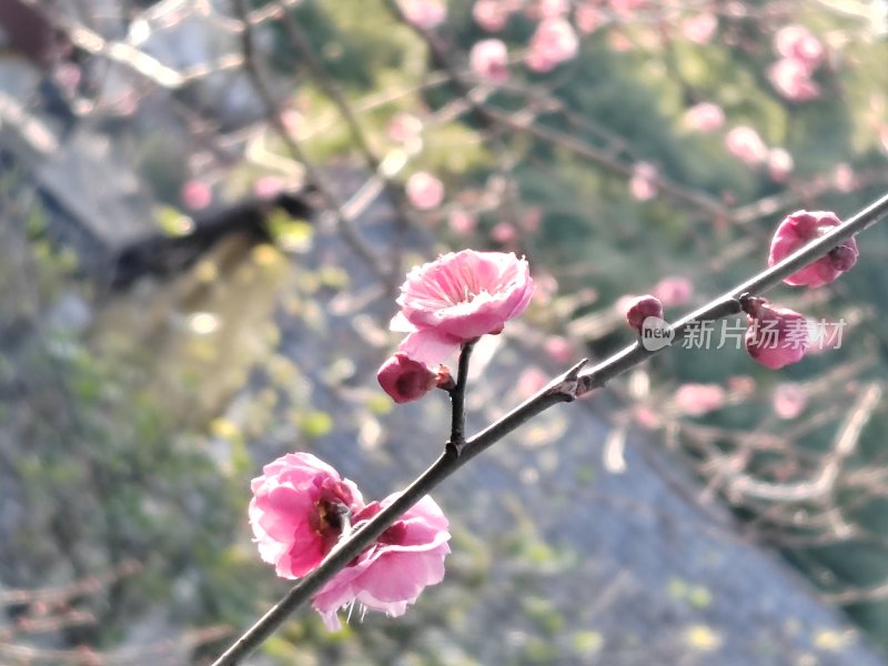 春日盛开的粉色梅花枝特写